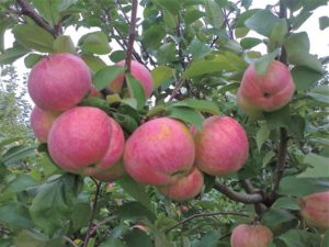 Comment planter un pommier au printemps