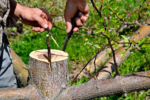 Comment planter un pommier au printemps - Façons