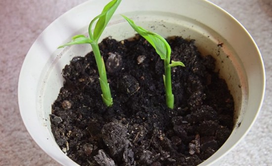 Comment faire pousser du gingembre à la maison et comment en prendre soin