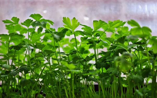 Cómo cultivar perejil en una ventana.