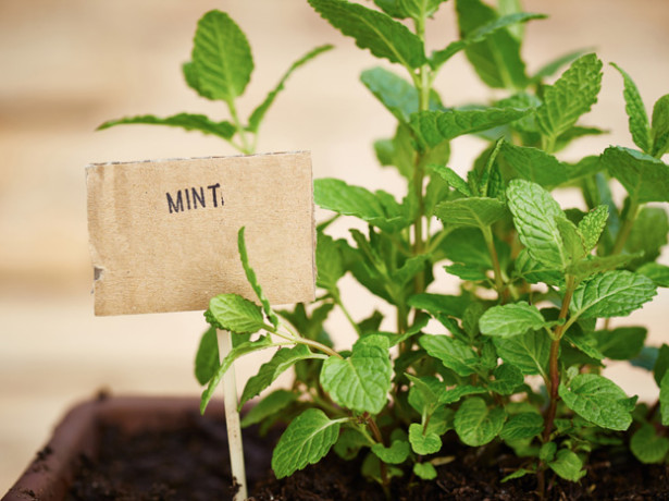  Quelles variétés de menthe peuvent être cultivées sur un rebord de fenêtre