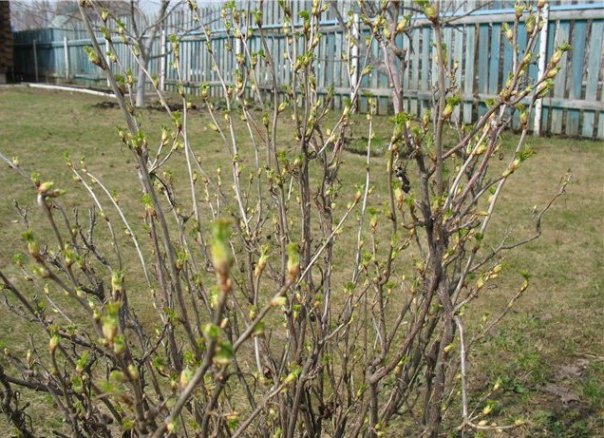 Quand couper les raisins de Corinthe au printemps ou à l'automne