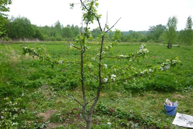 Quand planter un pommier au printemps - Conditions