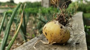 Quand retirer les oignons du jardin pour le stockage