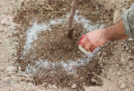 Alimentation des racines des pommiers