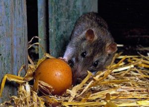 Rats et souris dans le poulailler