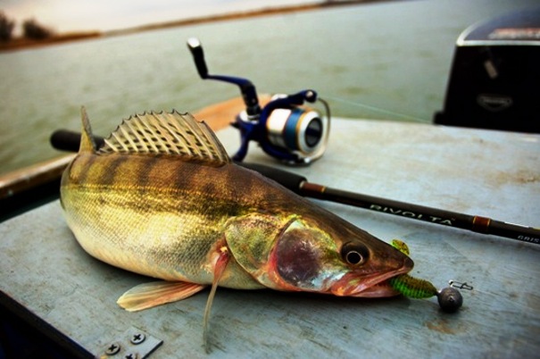 Jigging pour le sandre en automne