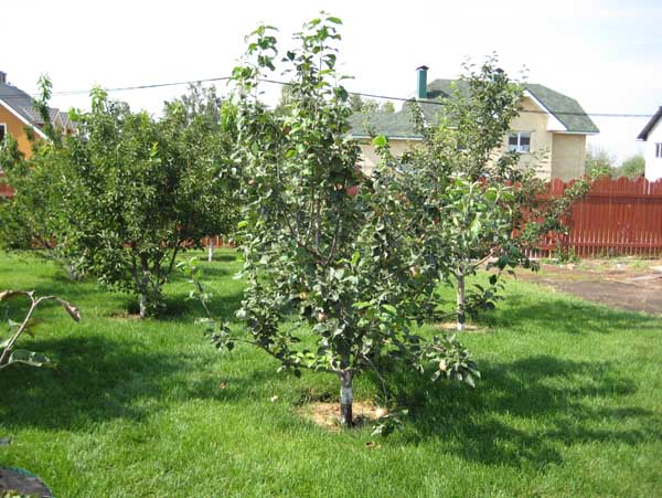 Lieu de plantation d'un pommier