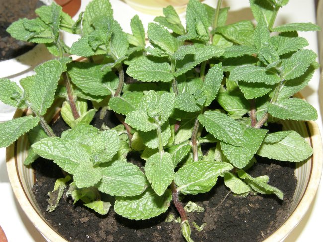 Menthe dans un pot sur le rebord de la fenêtre de la maison