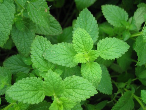 Menthe dans un pot sur un rebord de fenêtre