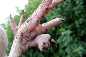 Croissances sur les pattes des poulets