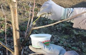 Traitement des poires avec du poix de jardin après la taille de printemps