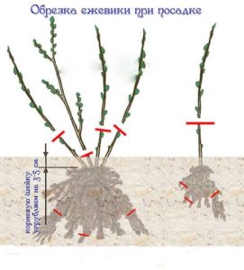 Taille des mûres au printemps lors de la plantation