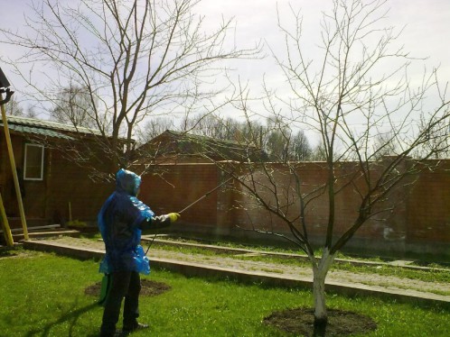 Arroser les pommiers au printemps