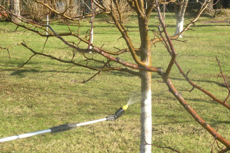 Pulvériser le pommier au printemps avant le débourrement