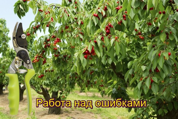 Erreurs lors de la taille des cerises au printemps