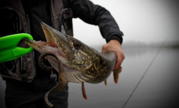 Caractéristiques de la capture du brochet sur un gabarit à l'automne par mois