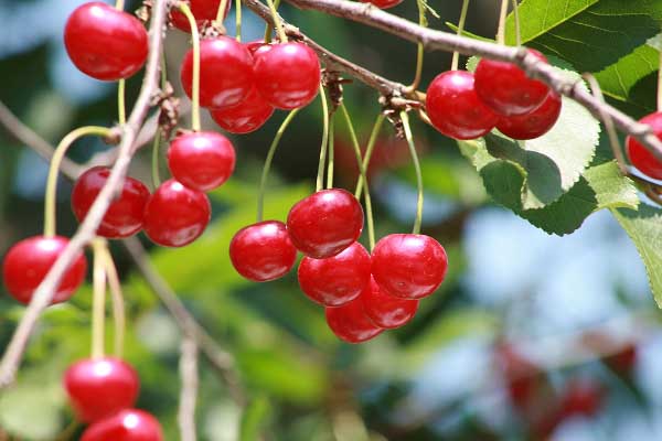 Caractéristiques de la plantation de cerises à l'automne