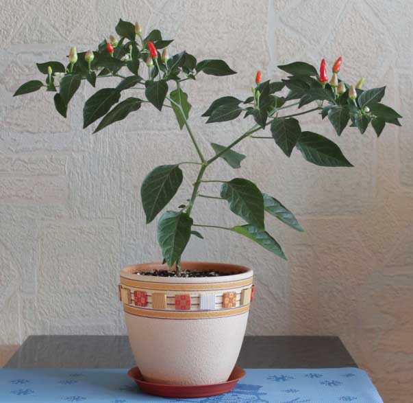 Pimientos picantes: cultivo en casa