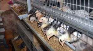 Surpeuplement de poulets dans le poulailler