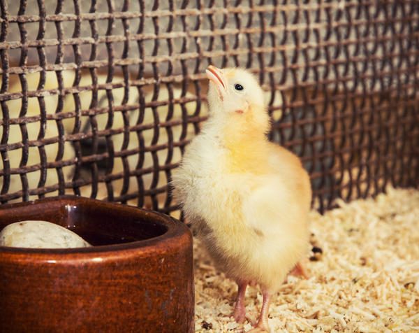 Premiers secours aux poulets lorsqu'ils mordent