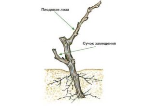 Vigne fruitière et brindille de remplacement