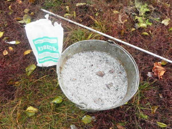 Blanchir des pommiers à la chaux