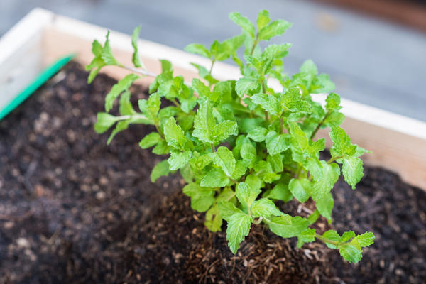 De la terre pour la menthe sur le rebord de la fenêtre