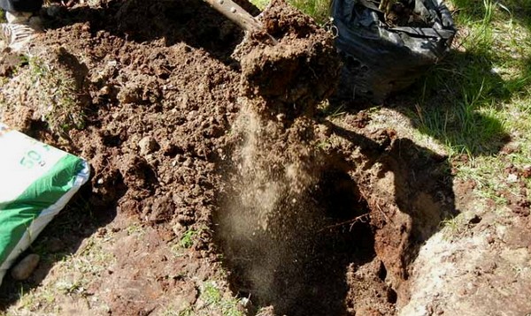 Sol pour planter des pommiers au printemps