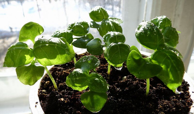 Sol pour faire pousser du basilic sur un rebord de fenêtre