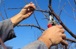 Préparation des boutures pour la greffe de pommiers au printemps