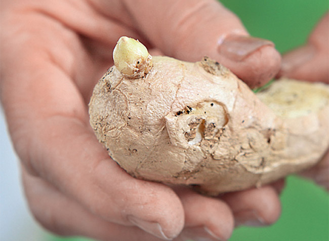 Préparer les racines de gingembre pour la plantation