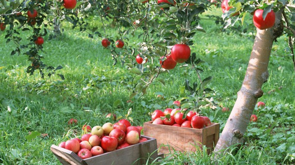 Top dressing de pommiers au printemps