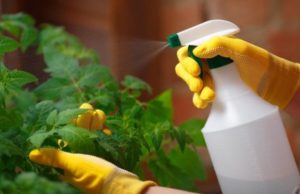 Arroser les tomates d'intérieur