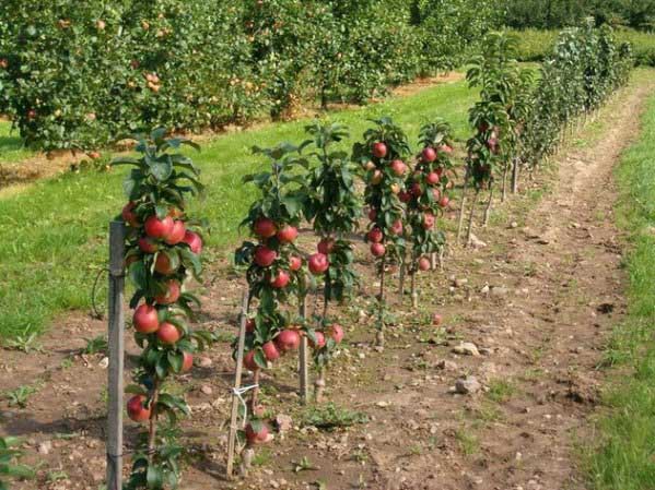 Planter des pommiers épineux au printemps, distance entre les arbres