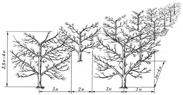 Planter des pommiers au printemps - distance entre les arbres