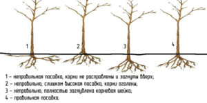 Plantation correcte d'un pommier au printemps