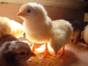 Raisons de picorer chez les poulets - déséquilibre des vitamines et des minéraux