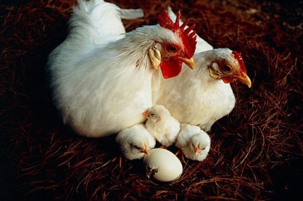 Prévention de l'apparition de sang à l'intérieur et sur la coquille des œufs de poule