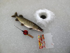 Brochet sur un équilibreur en hiver