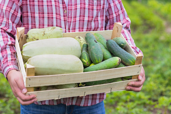 Collecte et stockage des courgettes