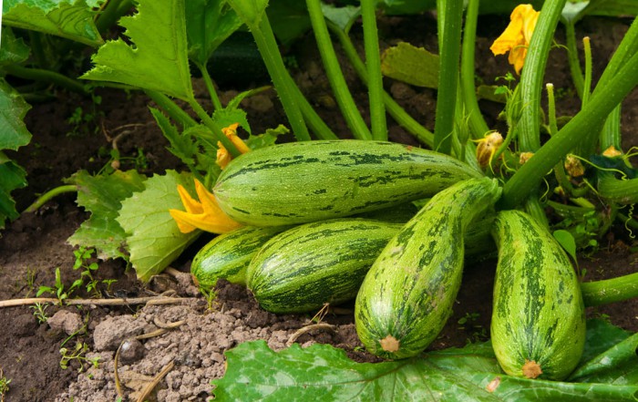 Récolter les courgettes