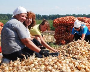 Récolter les oignons