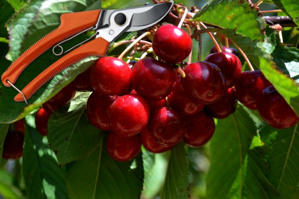 Schéma de taille des cerises au printemps