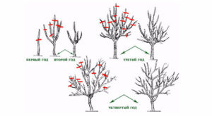 Schéma de taille des poires au printemps