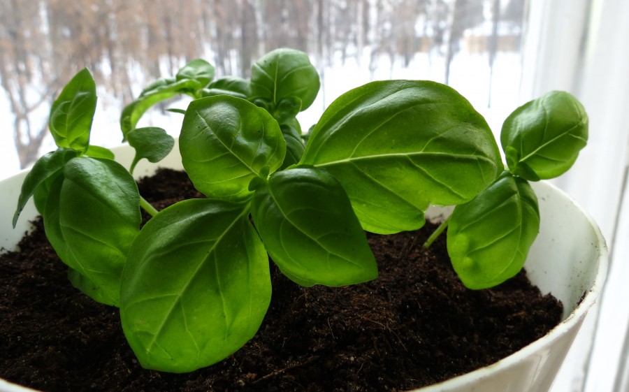 Variétés de basilic à cultiver à la maison sur un rebord de fenêtre