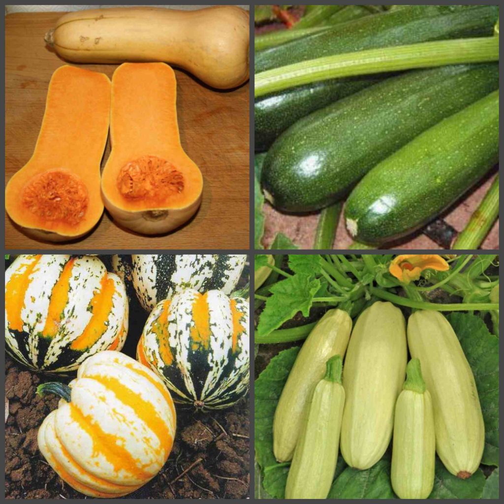 Variétés de courgettes adaptées au stockage hivernal prolongé