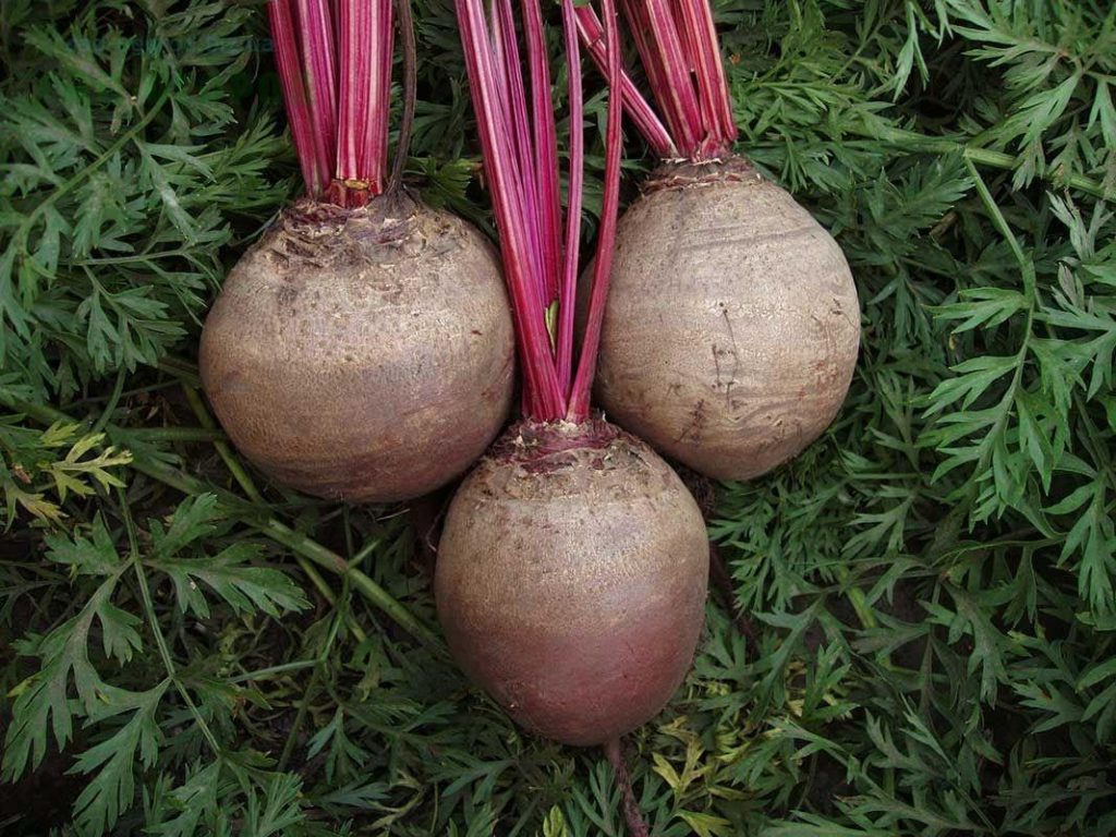 Variétés de betteraves pouvant être stockées à la maison pendant l'hiver