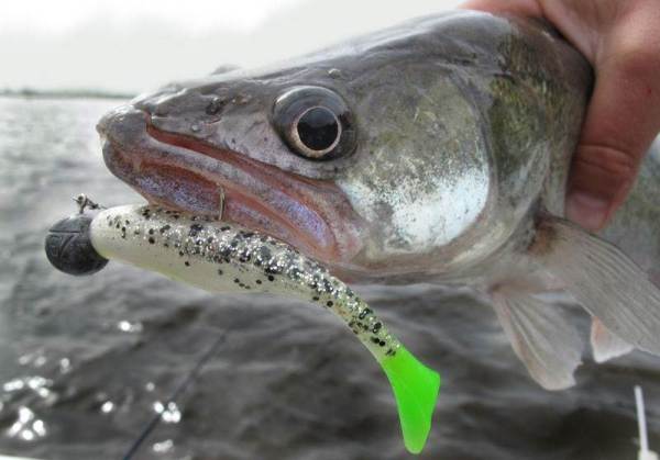 Spécificité du jigging pour le sandre en automne - en septembre, octobre et novembre