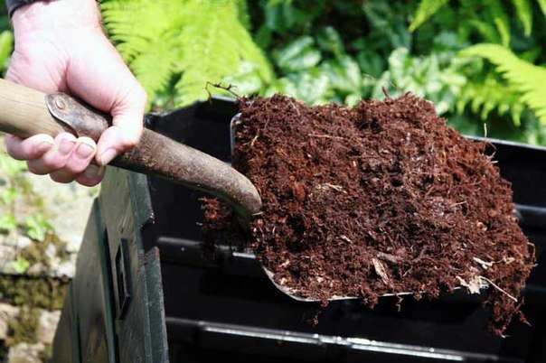 Substrat pour planter des pommiers au printemps